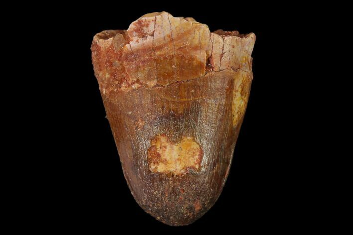 Cretaceous Fossil Crocodile Tooth - Morocco #140581